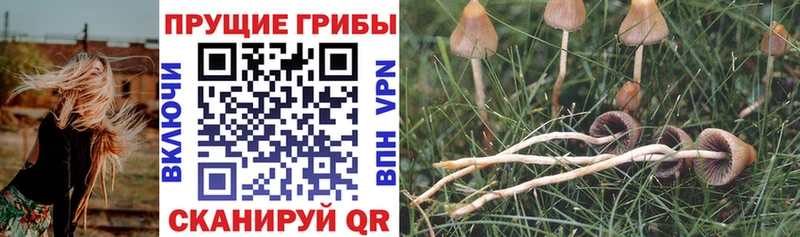 Купить Очёр Псилоцибиновые грибы прущие грибы